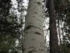 aspen-bear-climb-tree