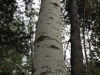aspen-bear-climb-tree