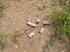 bobcat-scat