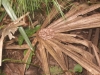 copperhead