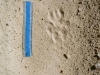 cougar-id