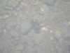 crayfish